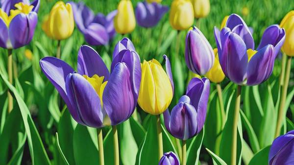 綠色隔離和紫色隔離的區(qū)別，區(qū)分綠色隔離與紫色隔離的適用場景與防護作用